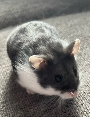 Campbell Zwerghamster Jungtiere Hobbyzucht Weibchen 