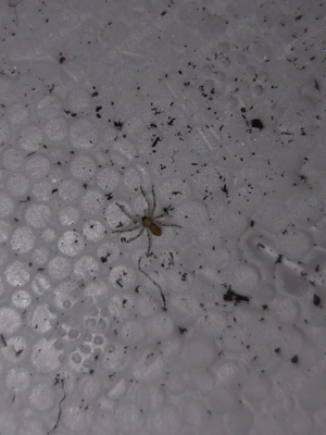 Heteropoda Boiei N1-2 NZ 26