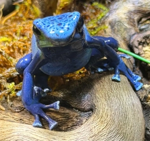 1.1 Dendrobates Tinctorius Azureus 