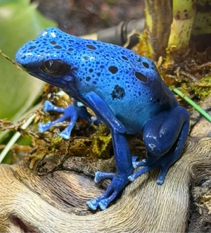 1.1 Dendrobates Tinctorius Azureus 