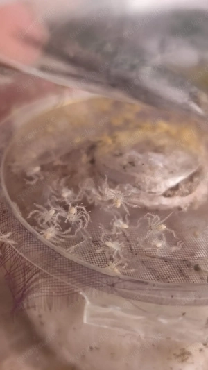 Heteropoda Davidbowie N1-2 NZ 26