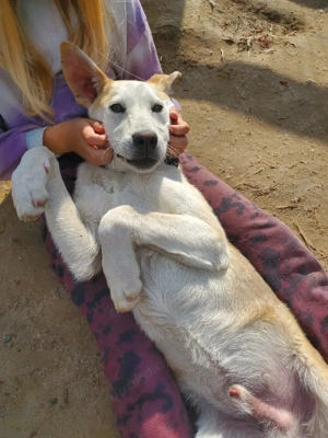 Kajo, junger Mischlingsrüde 