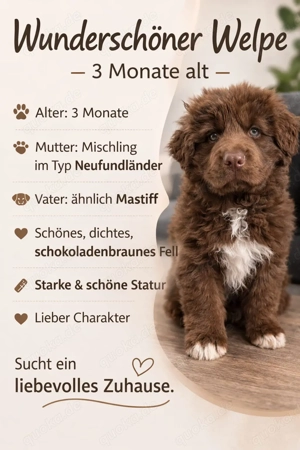 Wunderschöner Welpe   3 Monate alt