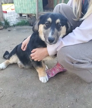 Kaja, kleine Mischlingshündin 