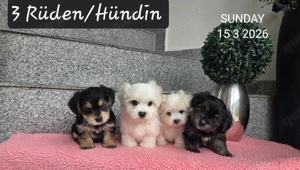 Morkie  Yorkshire-Malteser Babys   Chip