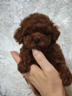 Toy Pudel 