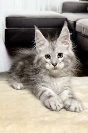 Wunderschönes Maine Coon Kitten sucht ein liebevolles Zuhause