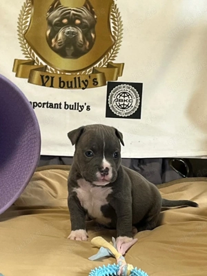American pocket bullys 