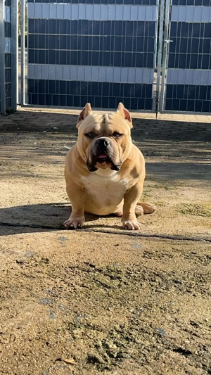 American pocket bullys 