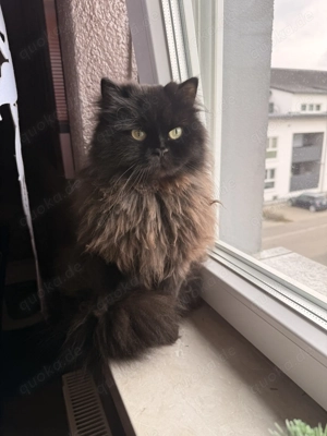 Deckkater für unsere Perserkatze gesucht 