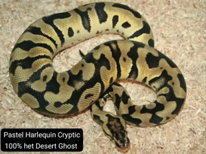 Königspython adult Python regius