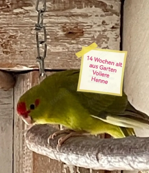 Ziegensittich  Baby's