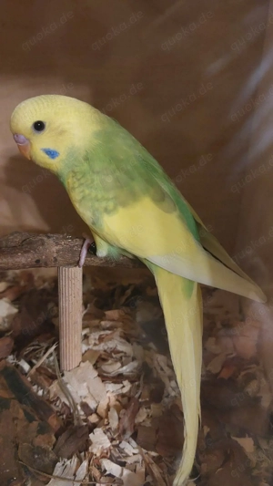 Wellensittich    Farbwellensittich 