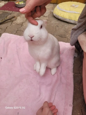 Zwei süße Kaninchen suchen ein neues Zuhause 