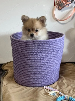 pomeranian  (zwergspitz)