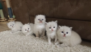 Reinrassige Ragdoll Kitten 