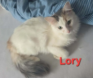 Lizy und Lorry - zwei Schwestern suchen das große Glück