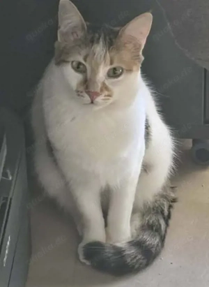 Lizy und Lorry - zwei Schwestern suchen das große Glück