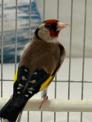 Stieglitz Männlich 2025 Goldfish