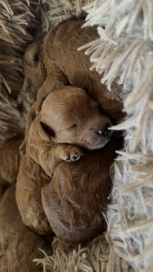 Zwergpudel Welpen rot 