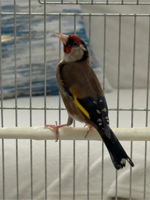 Stieglitz Männlich 2025 Goldfish