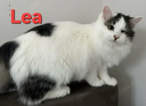 Lea und Leo - zwei Einäuglein wünschen sich eine Familie