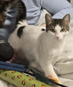 Didi - Einzelprinzessin mit großem Kuschelbedarf sucht Familie