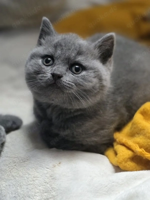 wunderschöner bkh kater noch frei