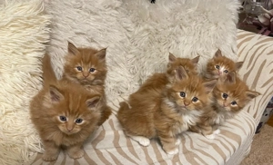 Rot Maine Coon Katzenbaby