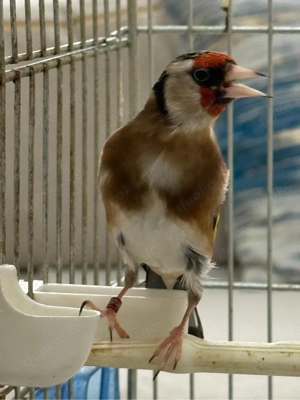 Stieglitz Goldfish Männlich 2025