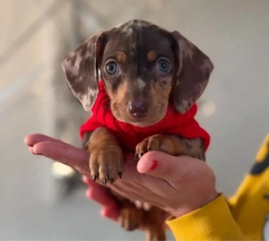 Zwergdackel welpen