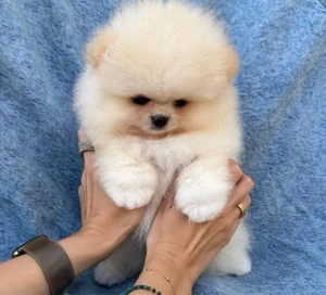 Pomeranian mini Zwergspitz Welpen Bild 5