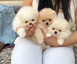 Pomeranian mini Zwergspitz Welpen Bild 4
