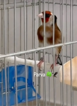 Stieglitz Männlich 2024