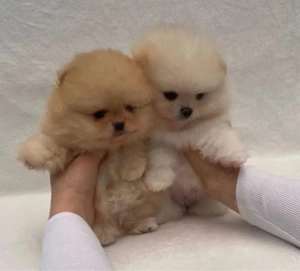 Pomeranian mini Zwergspitz Welpen Bild 3