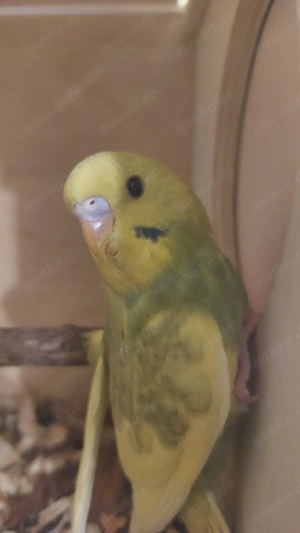 Wellensittich    Farbwellensittich 