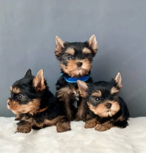 Yorkshire terrier mini welpen