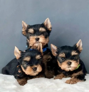 Yorkshire terrier mini welpen