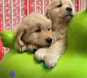 Golden Retriever welpen