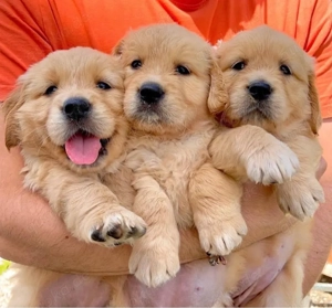 Golden Retriever welpen