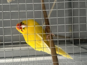 Ziegensittichpaar 1 1 2 und 1 2 Jahr alt mit Voliere