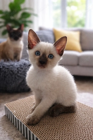 Exklusive Siam-Kitten (reinrassig) in liebevolle Hände abzugeben