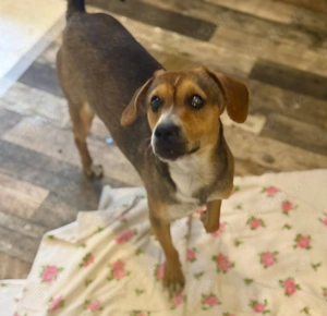 Wer hat ein Herz für die blinde Nell?