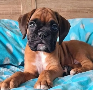 Boxer welpen