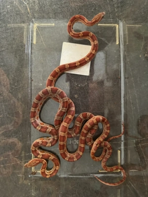 2 Kornnattern männlich 