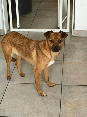 Angeleye -  zart und voller Liebe zum Menschen