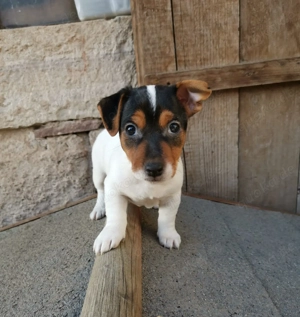 Jack Russell Welpen Rüde
