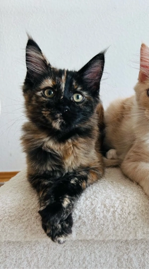 Maine Coon ( Mädchen)