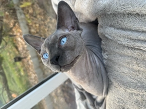 Canadien Kater mit super Stammbaum 