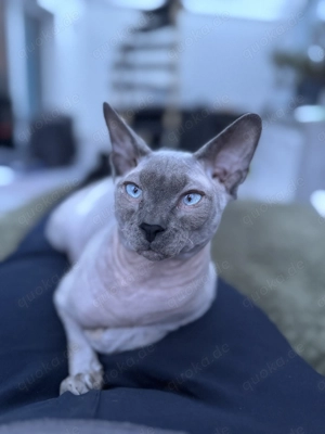  Canadien Sphynx Deckkater zum Verkauf mit hervorragenden Stammbaum   